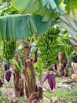 Photo by Jakub Samberger Captivating view of green bananas growing in a banana plantation, showcasing lush greenery and vibrant banana flowers.
