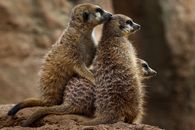 Group of meerkats perched on a rock, attentively observing their surroundings with alert eyes.