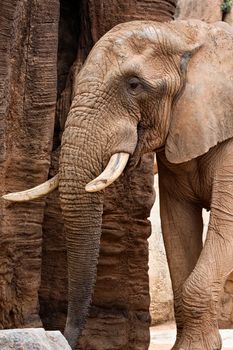 elephant photo