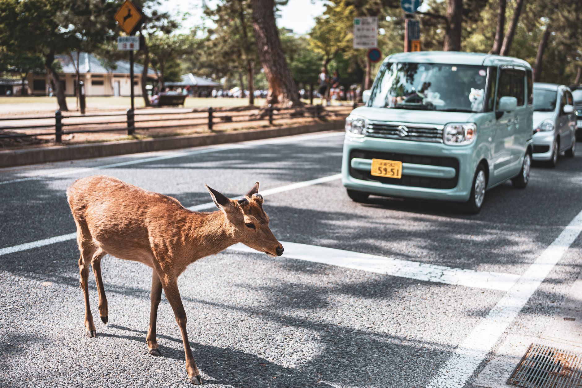 A deer crossing a busy street in Kyoto, Japan, with cars nearby.