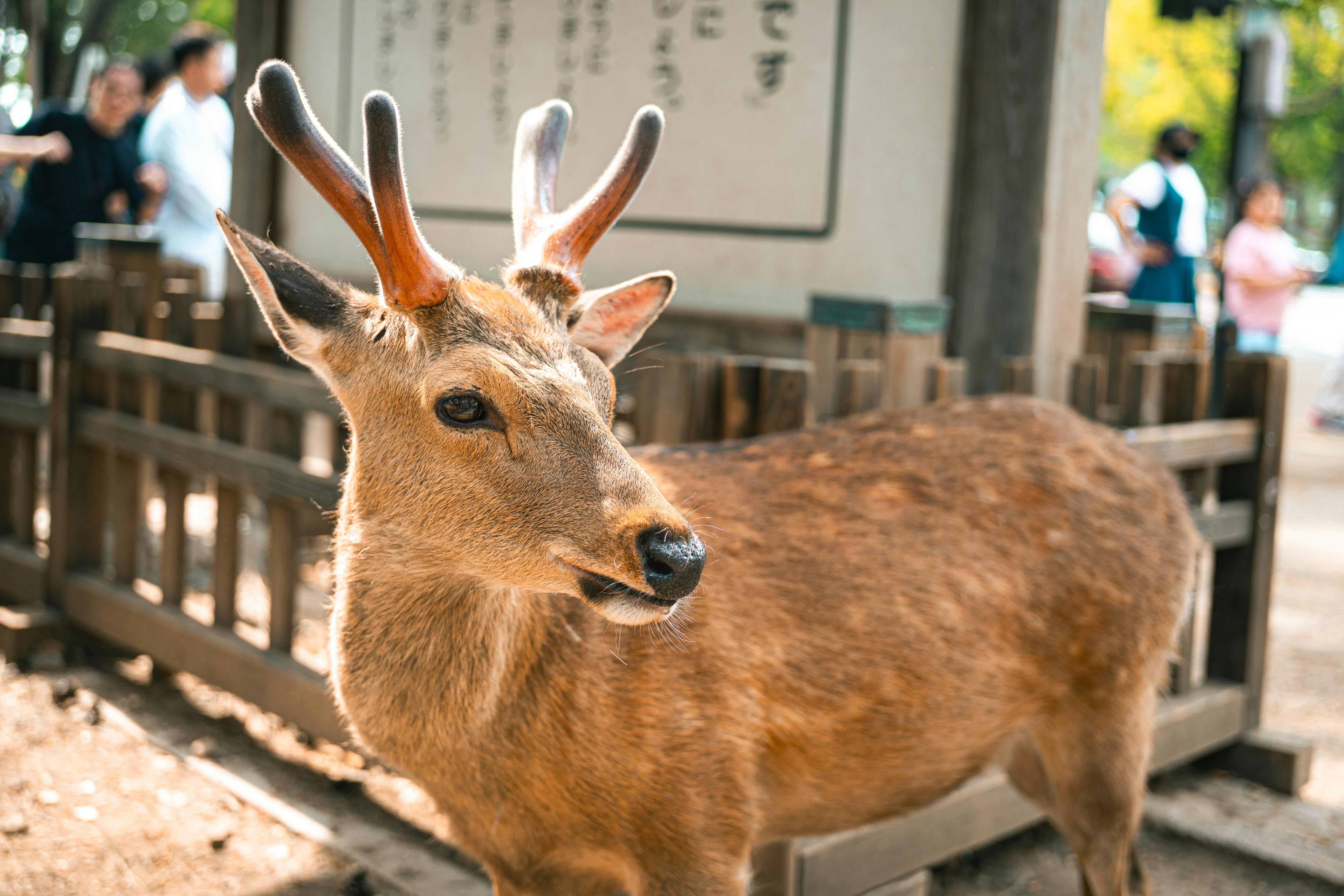 阿里山林鐵入選國際出版社經典鐵道名單
