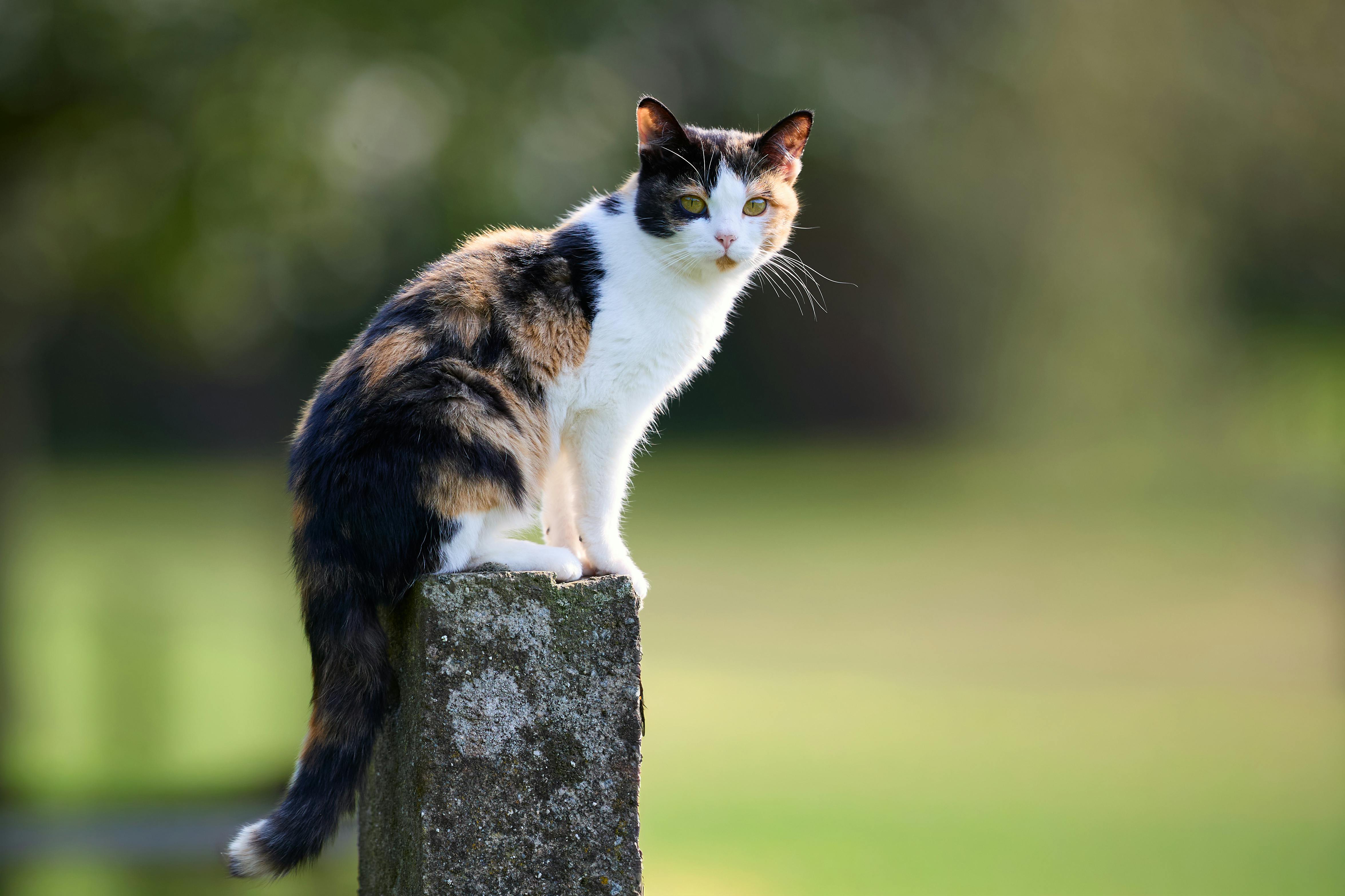 Is pet insurance worth it? New study reveals the real cost and value - New York Post — Photo by Erwin Bosman on Pexels