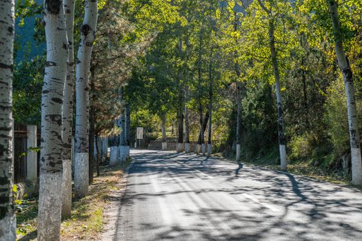 Peaceful tree-lined road with dappled sunlight on a bright summer day.