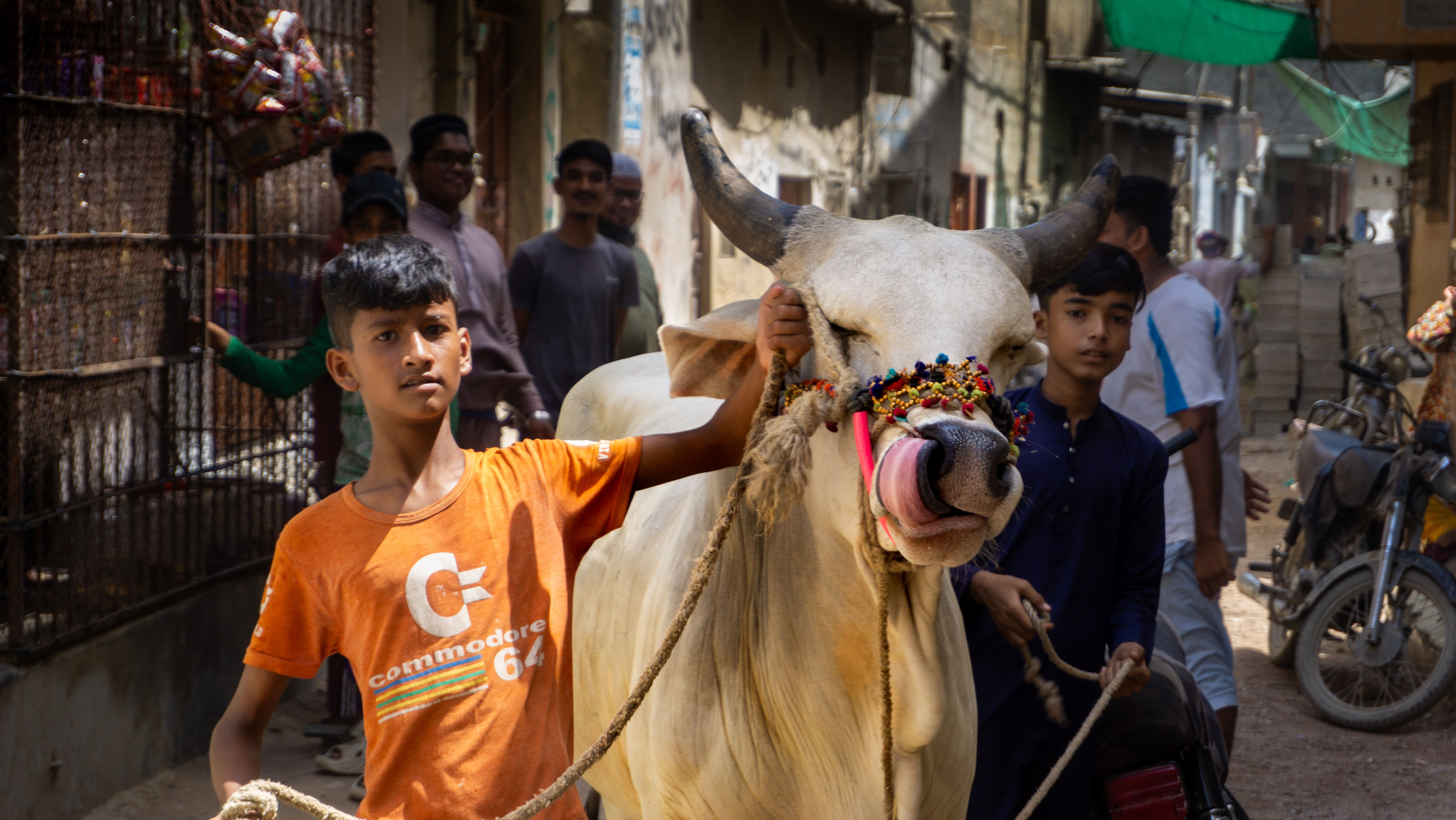 Boys leading a decorated cow through a bustling street in Karachi, showcasing cultural traditions.