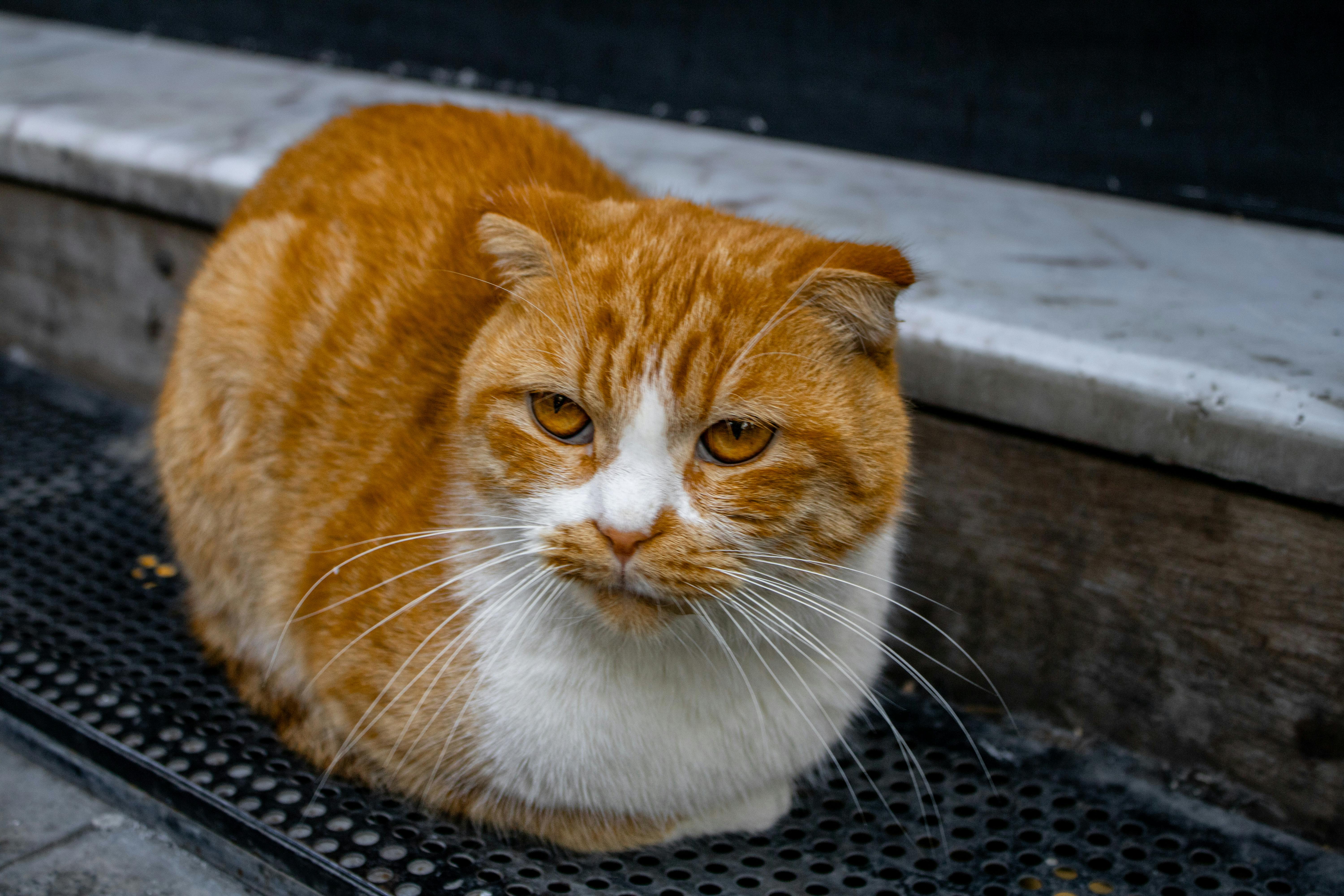 Διατροφή Γάτας Scottish Fold: Τι Τρώει & Πόσο Φαγητό Χρειάζεται