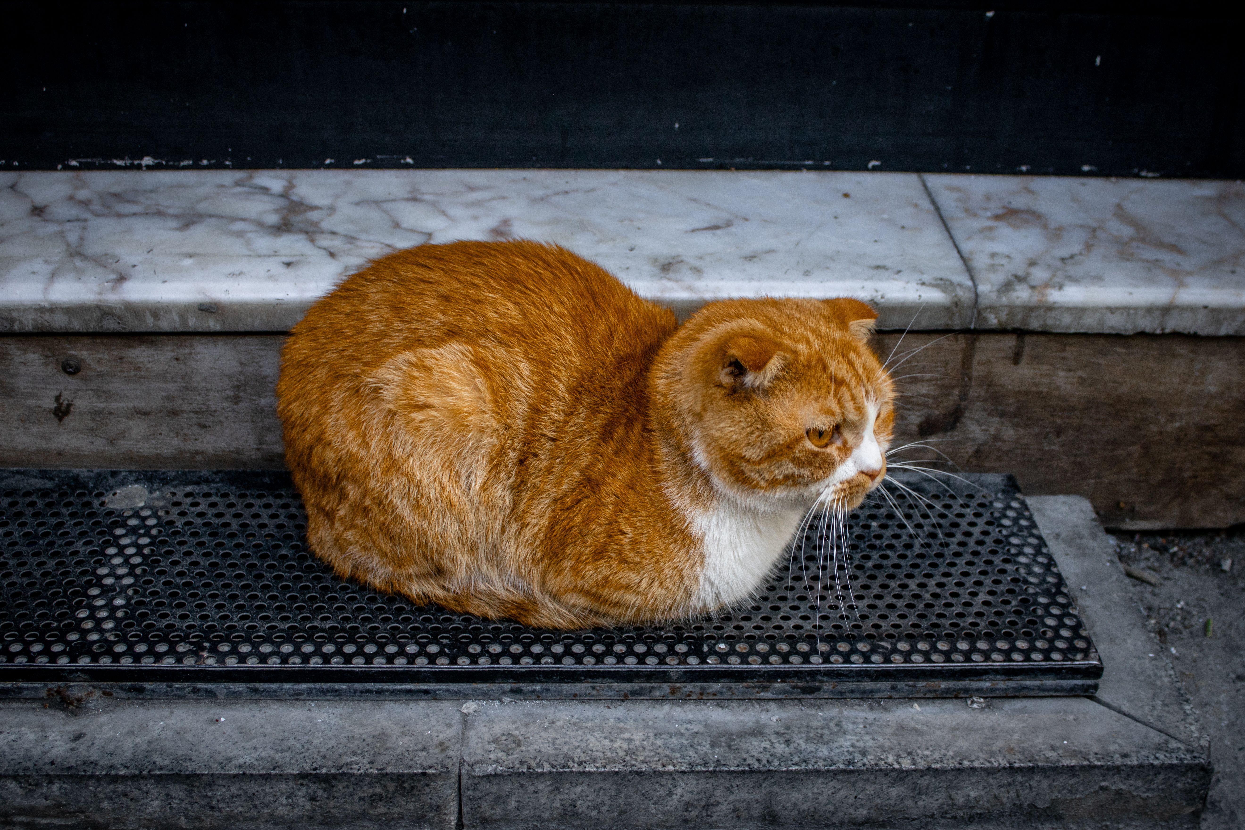 A ginger tabby cat resting on a step outdoors, showcasing its fluffy fur and calm expression.