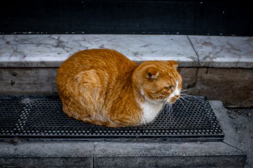 Free A ginger tabby cat resting on a step outdoors, showcasing its fluffy fur and calm expression. Stock Photo