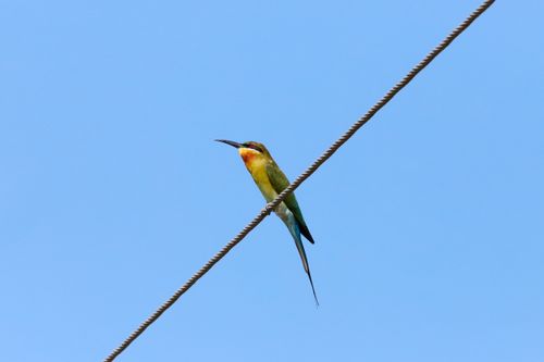 Free A vibrant bee-eater bird perched on a wire against a clear blue sky. Stock Photo