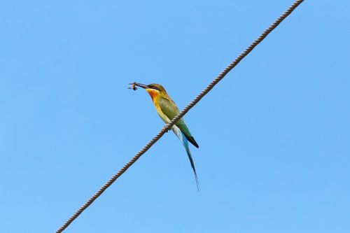 Free Vibrant bee-eater bird perched on wire with blue sky background, holding an insect. Stock Photo