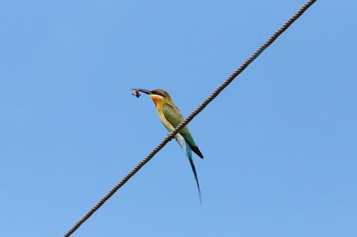 Free Colorful bee-eater bird caught on a wire holding prey in its beak against a clear blue sky. Stock Photo
