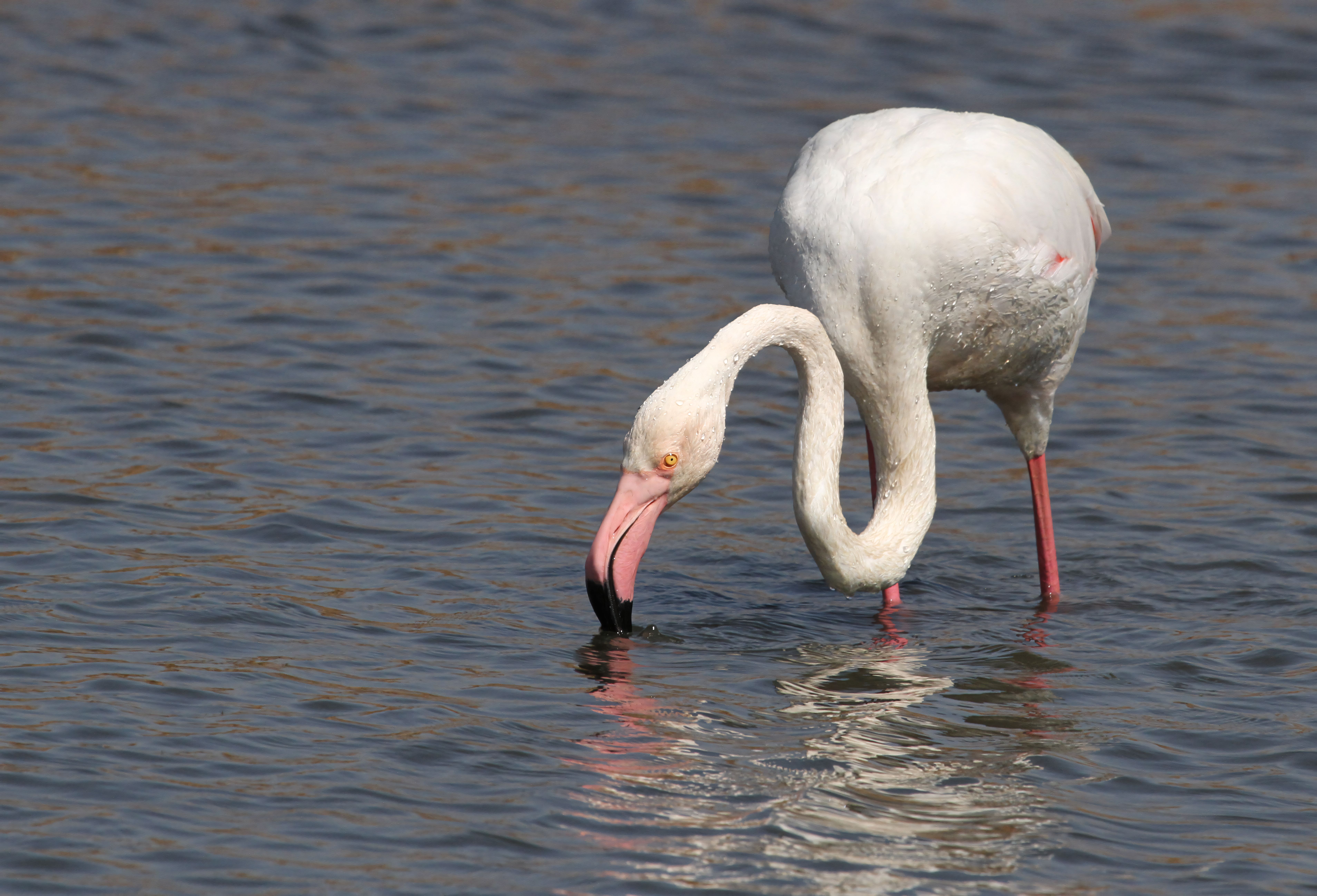Greater Flamingo Experience