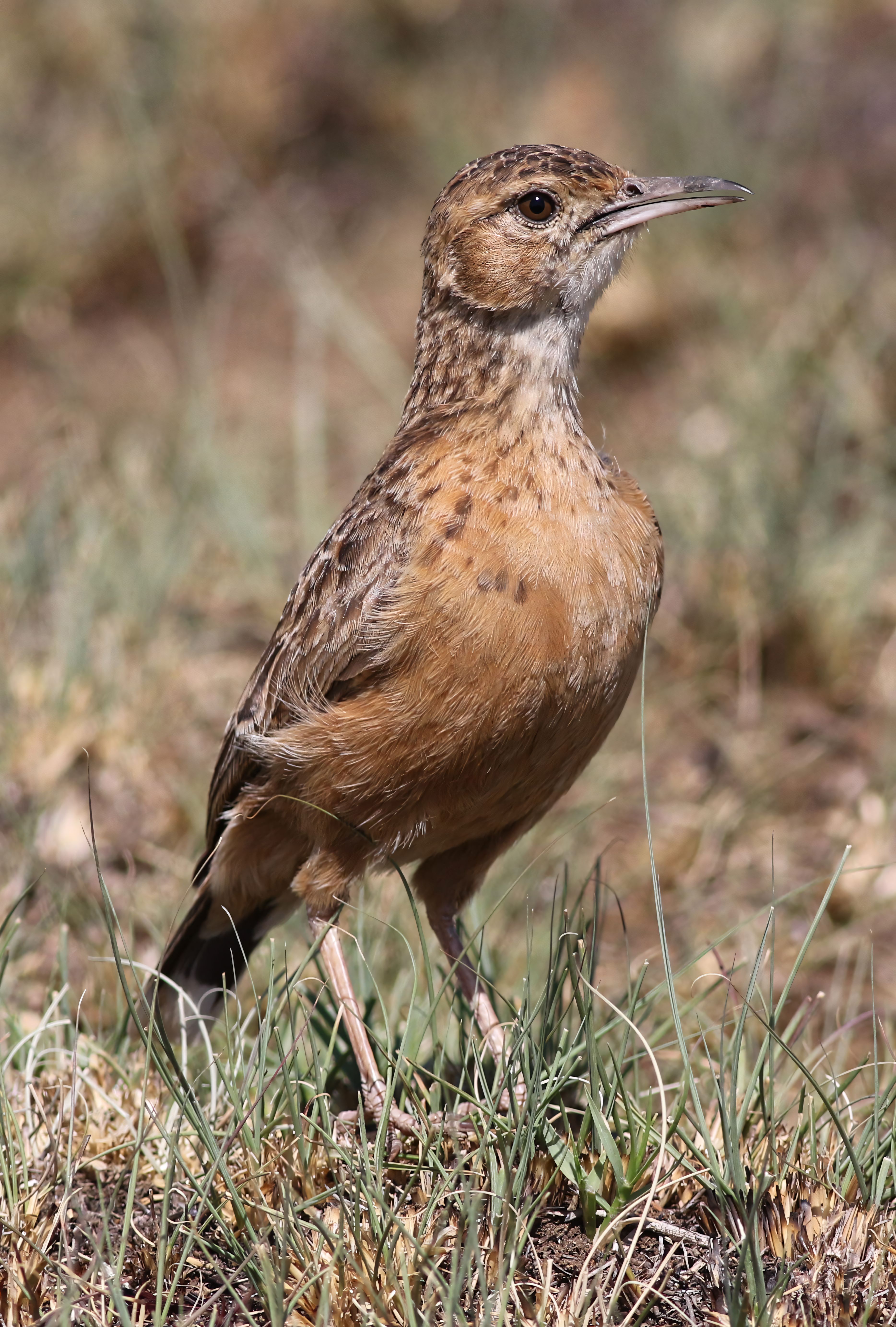 Portrait of a spike-heeled lark in its natural habitat, showcasing its unique features.