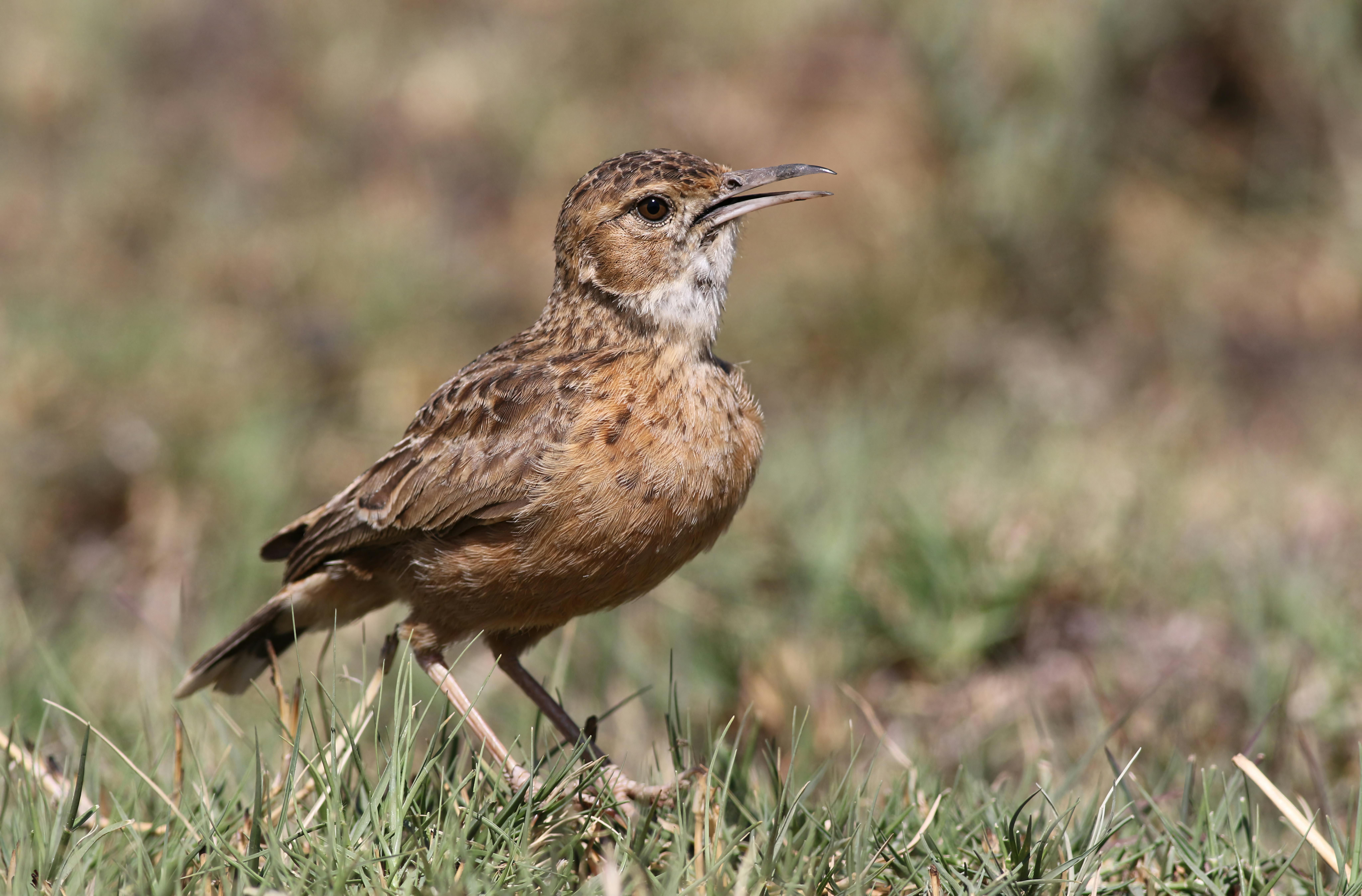 Atkins Diet A Small Guide