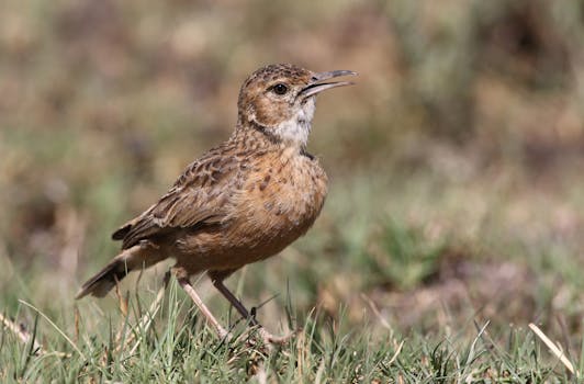 Free stock photo of bird, chersomanes albofasciata, nature