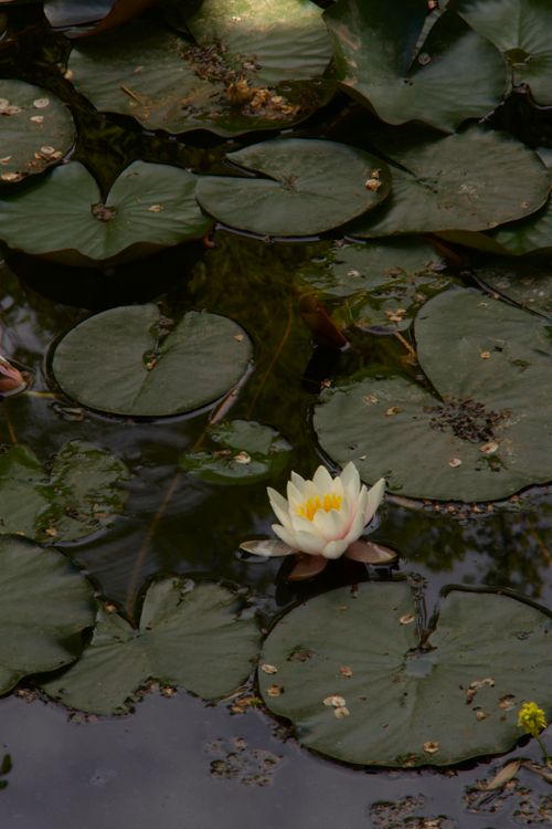 Free Tranquil water lily blooming amidst lush green lily pads on a calm pond surface. Stock Photo