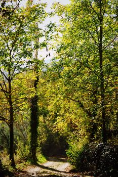 Tranquil forest path surrounded by lush green trees in Bozdoğan, Aydın, Türkiye.