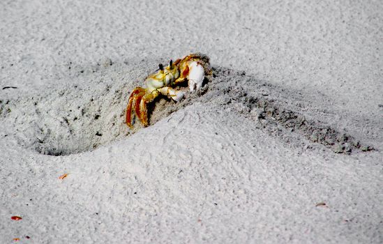 Close-up of a crab emerging from a sandy burrow on a Florida beach, showcasing vibrant natural colors.