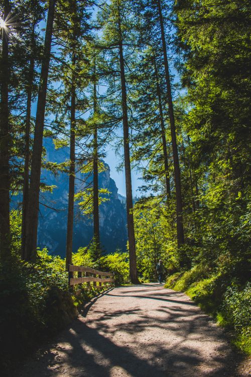 Free Sunlit forest path in Trentino-South Tyrol, perfect for a nature hike in Italy. Stock Photo