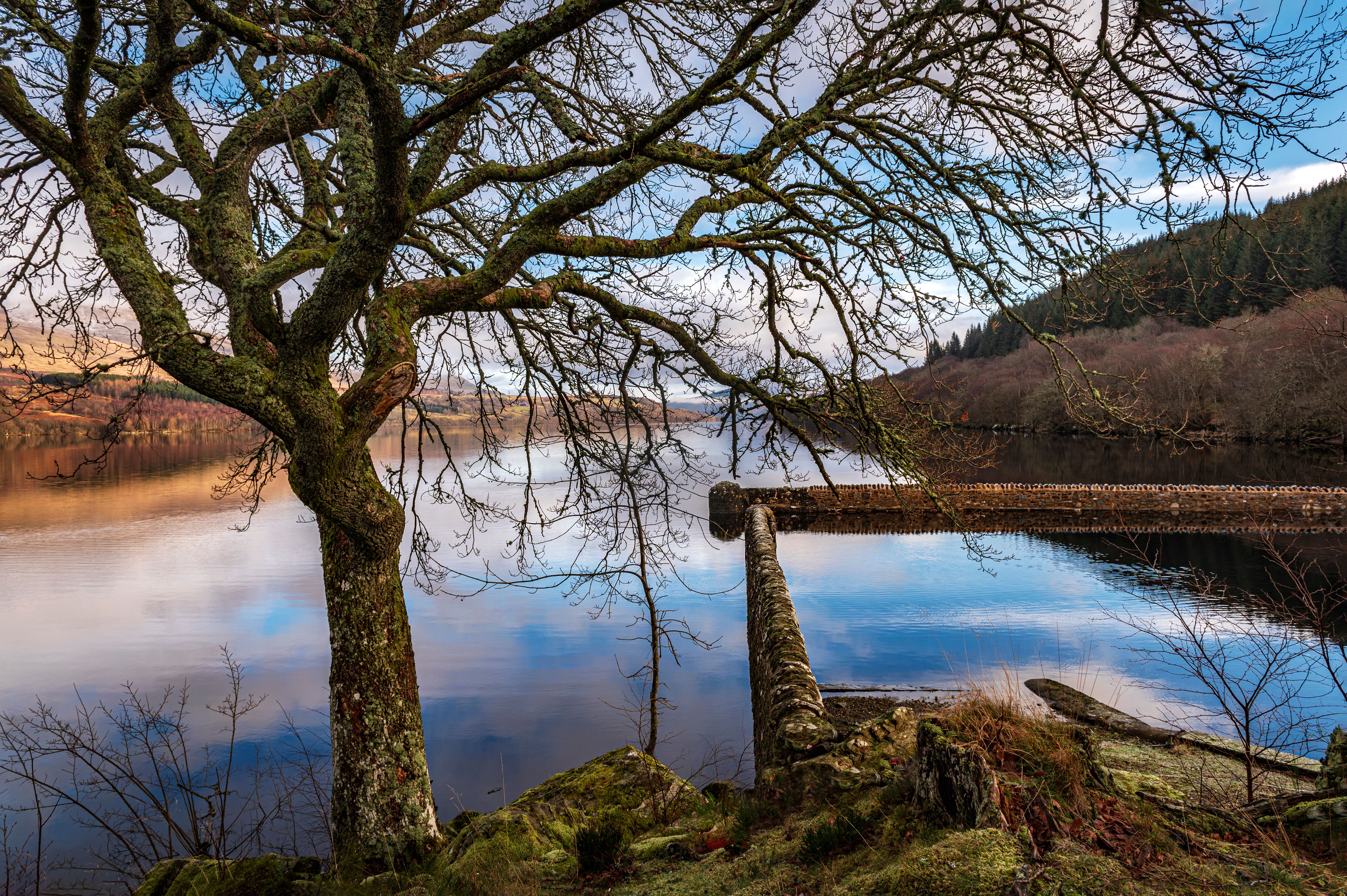 Scenic Landscape with Tree and Tranquil Lake · Free Stock Photo