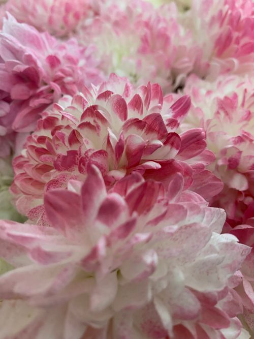 Free Close-up of vibrant pink chrysanthemums showcasing their intricate petal details. Stock Photo