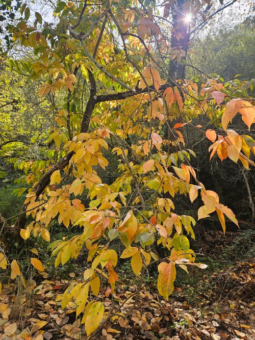 Free stock photo of autumn, golden yellows Stock Photo