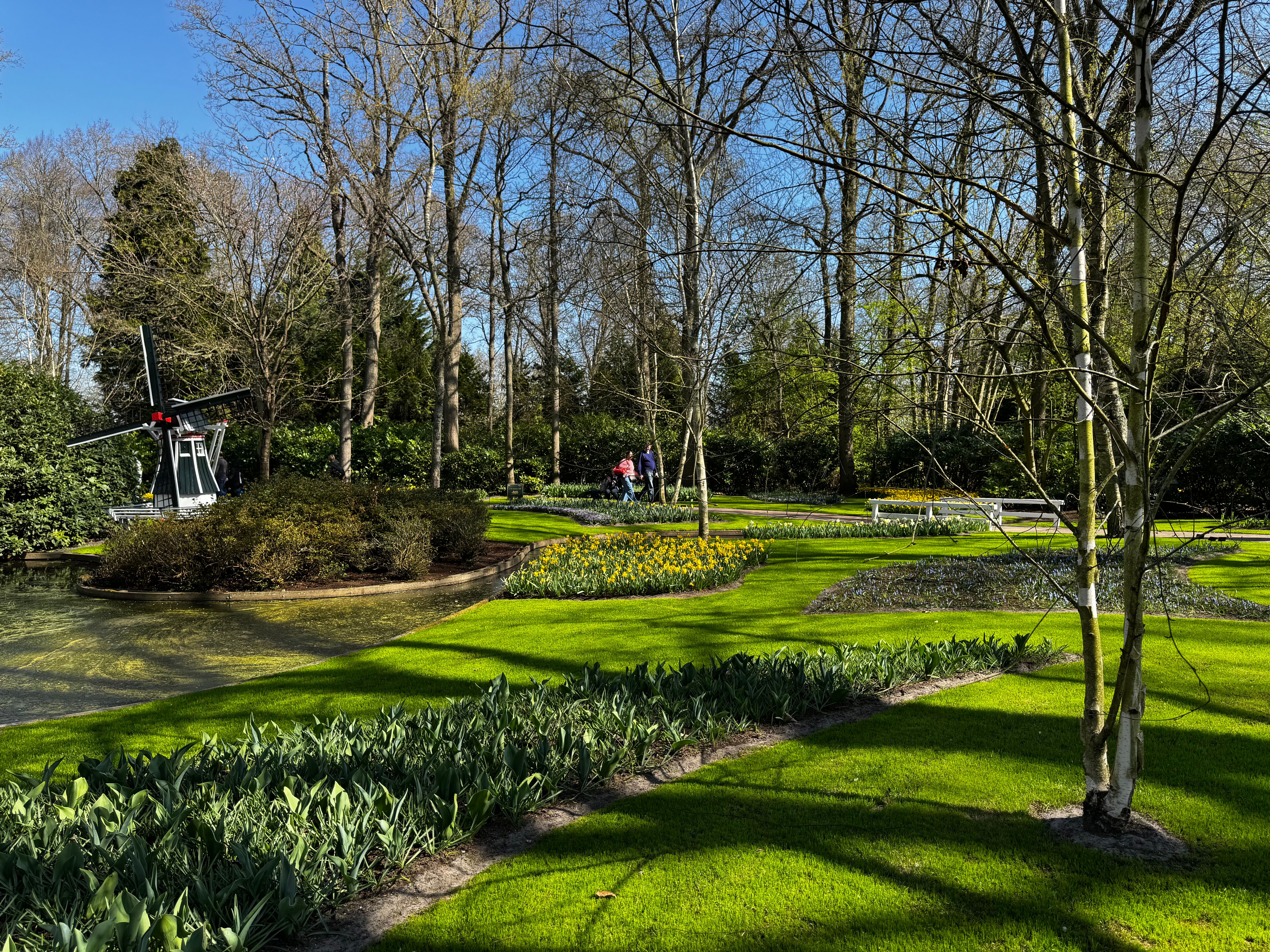 Explore a tranquil garden in the Netherlands featuring vibrant floral beds and a miniature windmill in springtime.