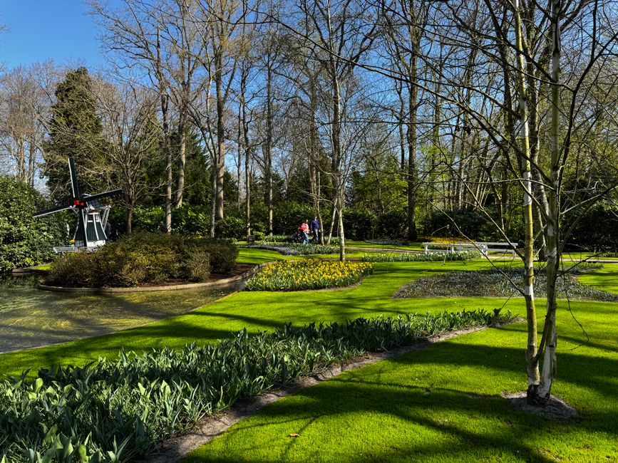 Explore a tranquil garden in the Netherlands featuring vibrant floral beds and a miniature windmill in springtime.