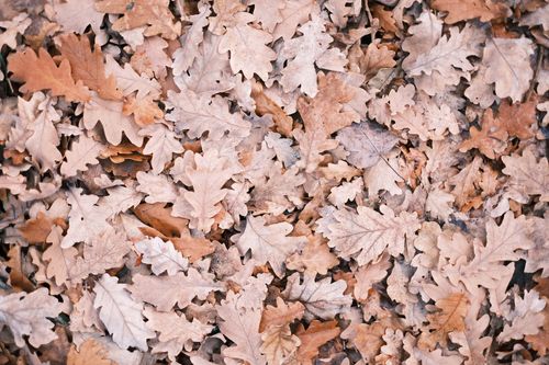 Free A collection of fallen autumn oak leaves, creating a textured, natural carpet. Stock Photo