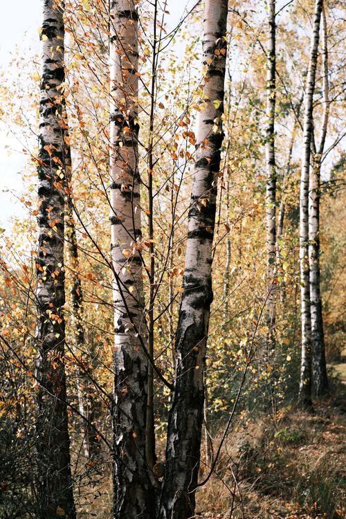 Free Scenic view of birch trees with autumn leaves in a peaceful forest setting. Stock Photo
