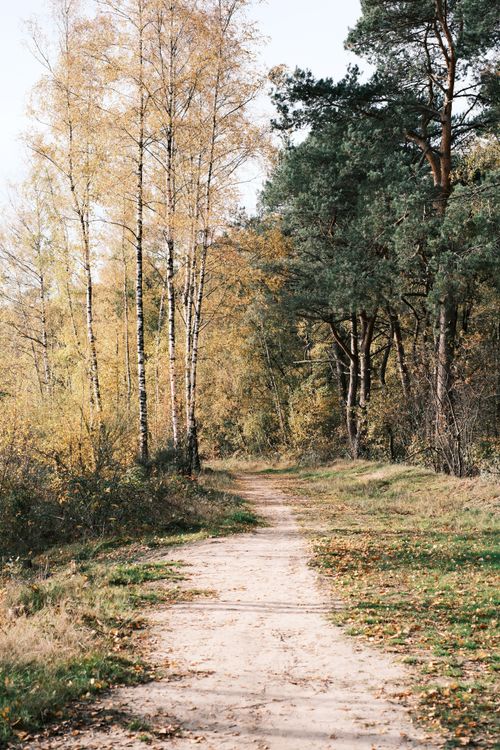 Free Serene forest path surrounded by autumn foliage, perfect for tranquil outdoor walks. Stock Photo