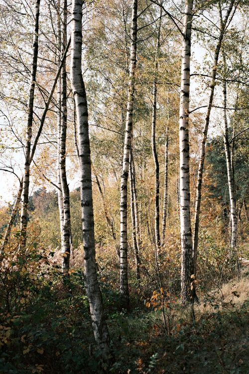 Free Serene birch forest with autumn foliage, capturing nature's beauty. Stock Photo