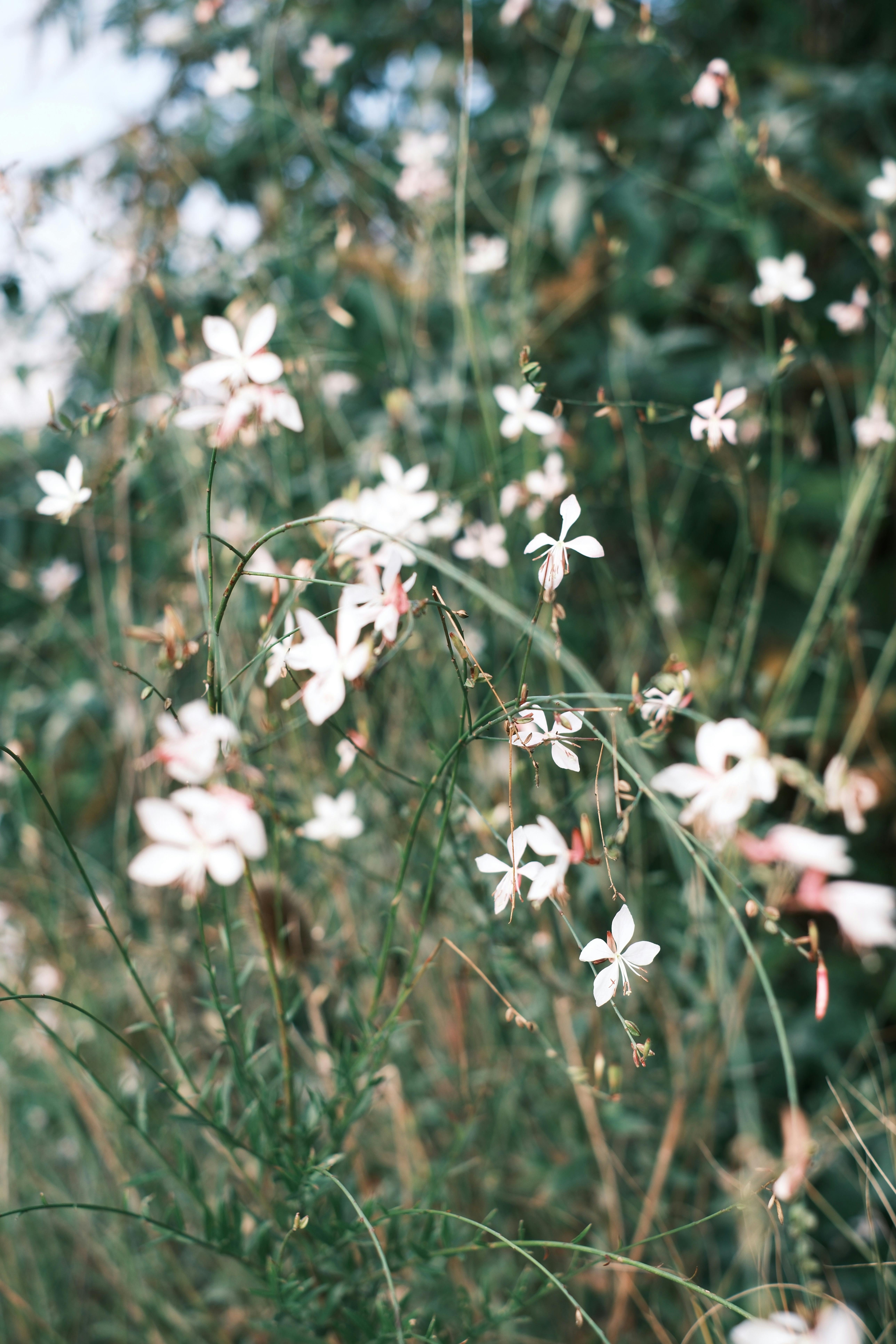 [ColoSach]-close-up-of-white-flowers-in-a-lush-meadow,-evoking-a-serene-and-natural-vibe.