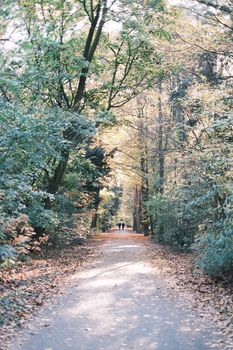 A peaceful autumn walkway through a vibrant forest park during daytime.