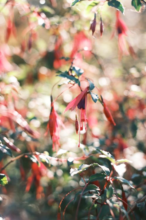 Free Bright red fuchsia flowers with blurred bokeh background, creating a dreamy effect. Stock Photo