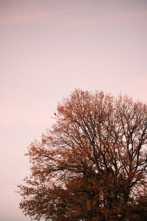 Free A peaceful scene of a bare tree silhouetted against a pastel pink sky, evoking tranquility. Stock Photo