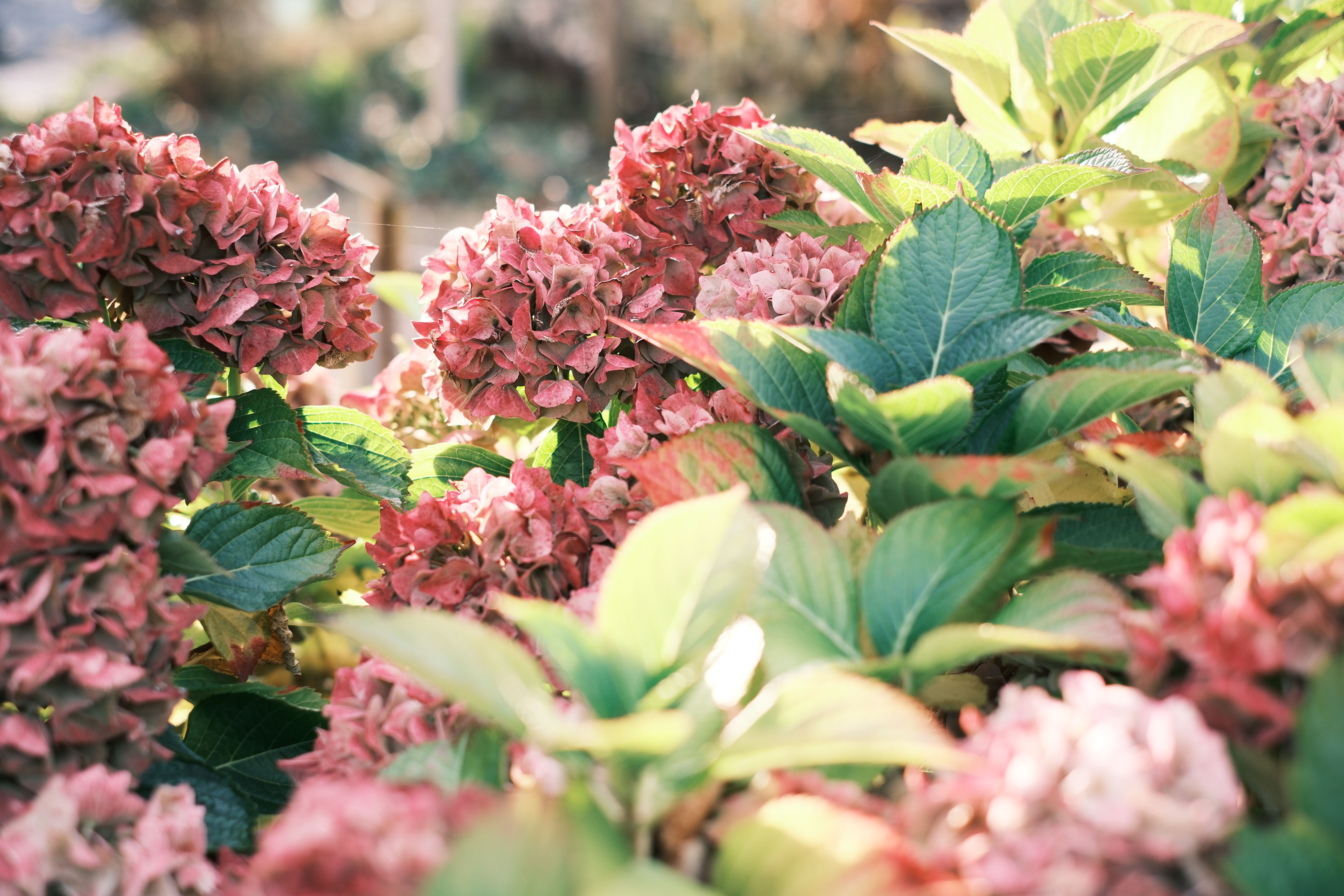 Les bienfaits insoupçonnés des fleurs CBD pur pour la santé