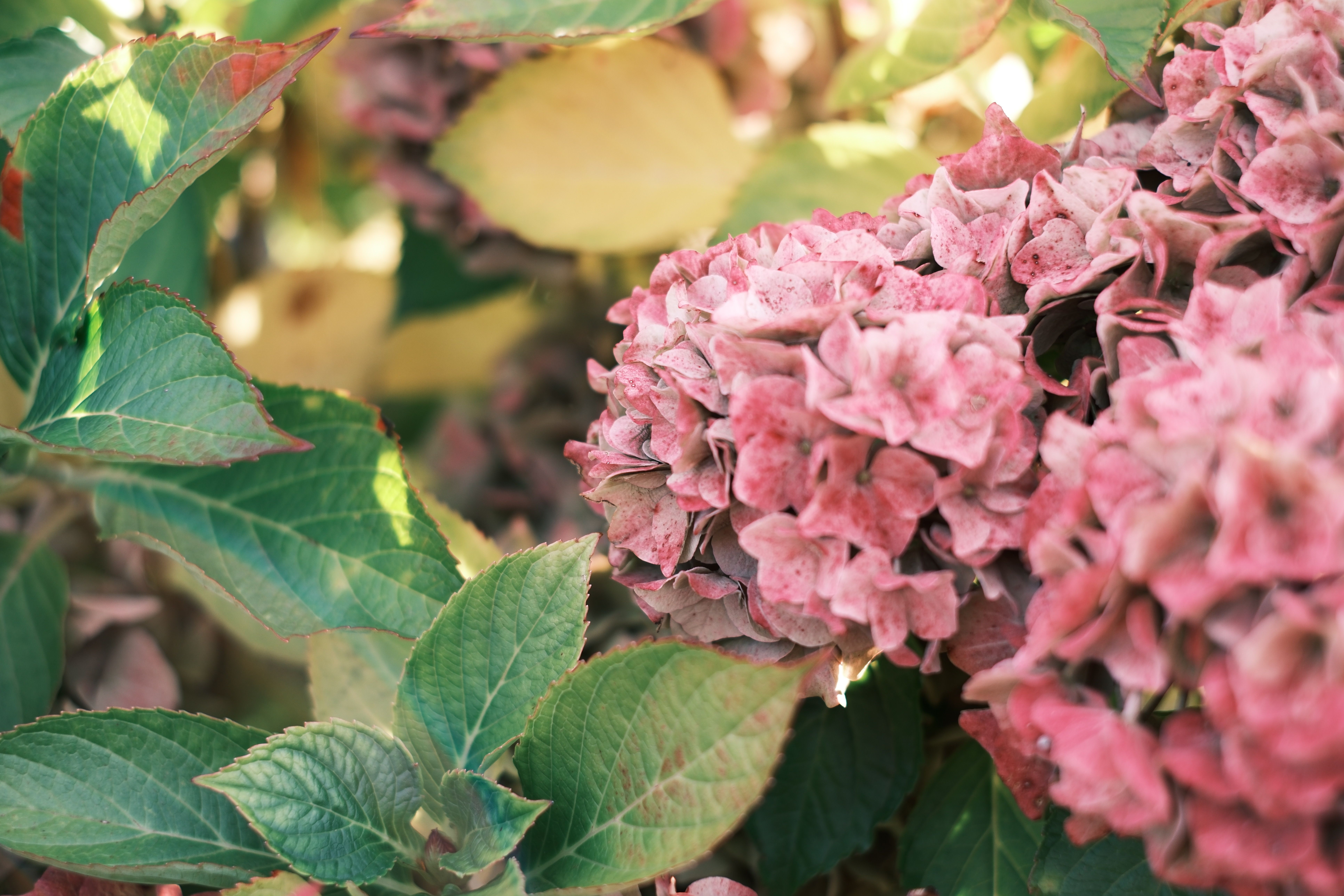 Close-up van hortensiabloem met herfsttinten.