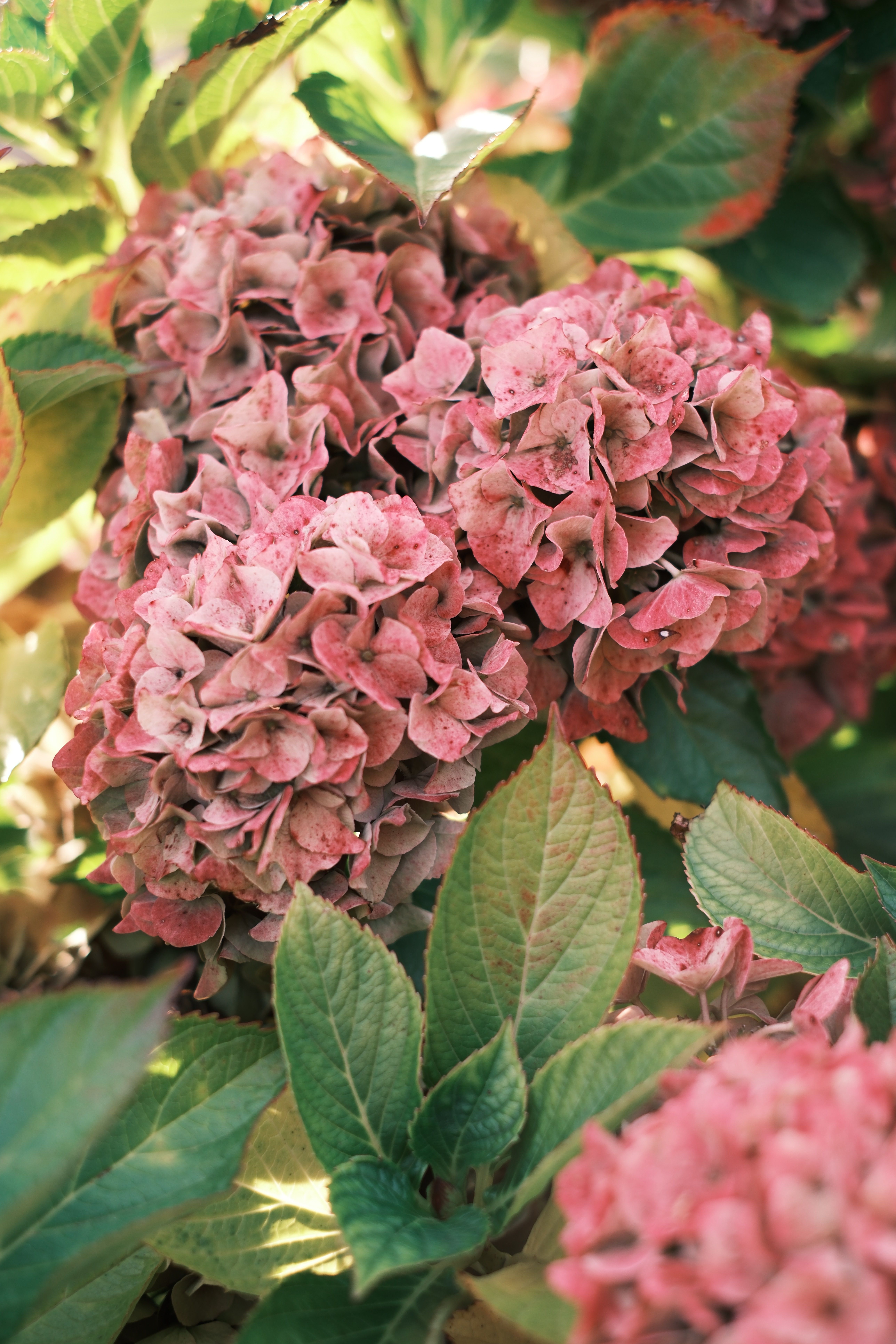 Close-Up of Pink Hydrangea in Bloom · Free Stock Photo