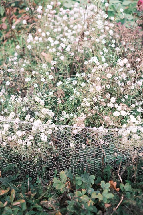 Free Lush garden scene with small white flowers blooming, surrounded by wire fencing. Stock Photo