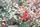 red flowers