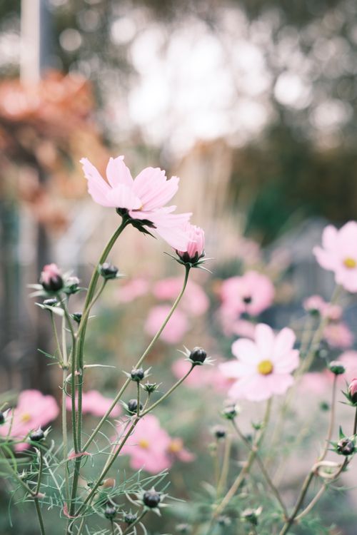 Free Capture of delicate pink cosmos flowers in soft focus, conveying a dreamy garden feel. Stock Photo