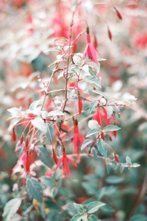 Free Beautiful close-up of red fuchsia flowers with soft focus background, showcasing vibrant colors. Stock Photo