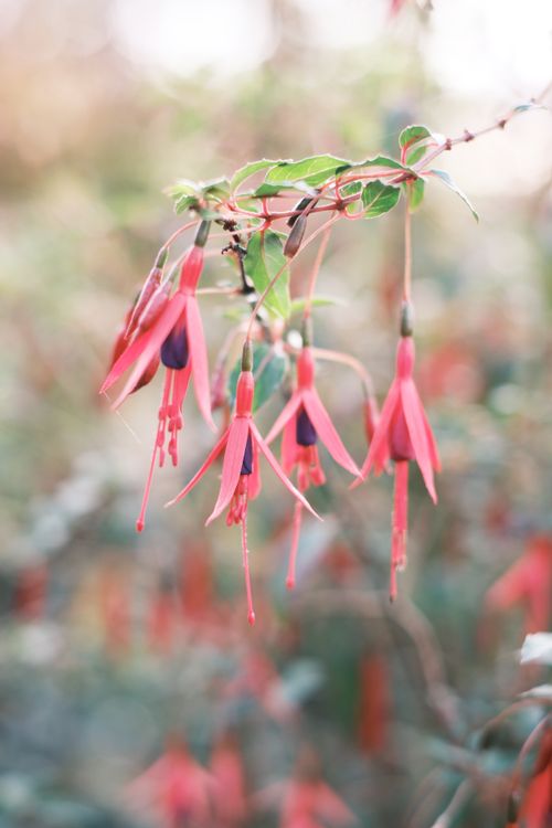 Free Close-up of vibrant red fuchsia flowers with a soft, natural background, showcasing nature's beauty. Stock Photo