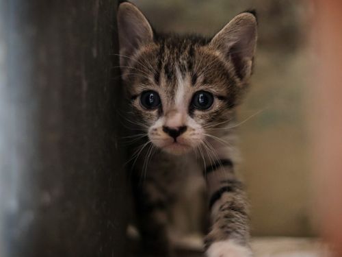 Free Adorable tabby kitten exploring a dimly lit space, showcasing curiosity and innocence. Stock Photo