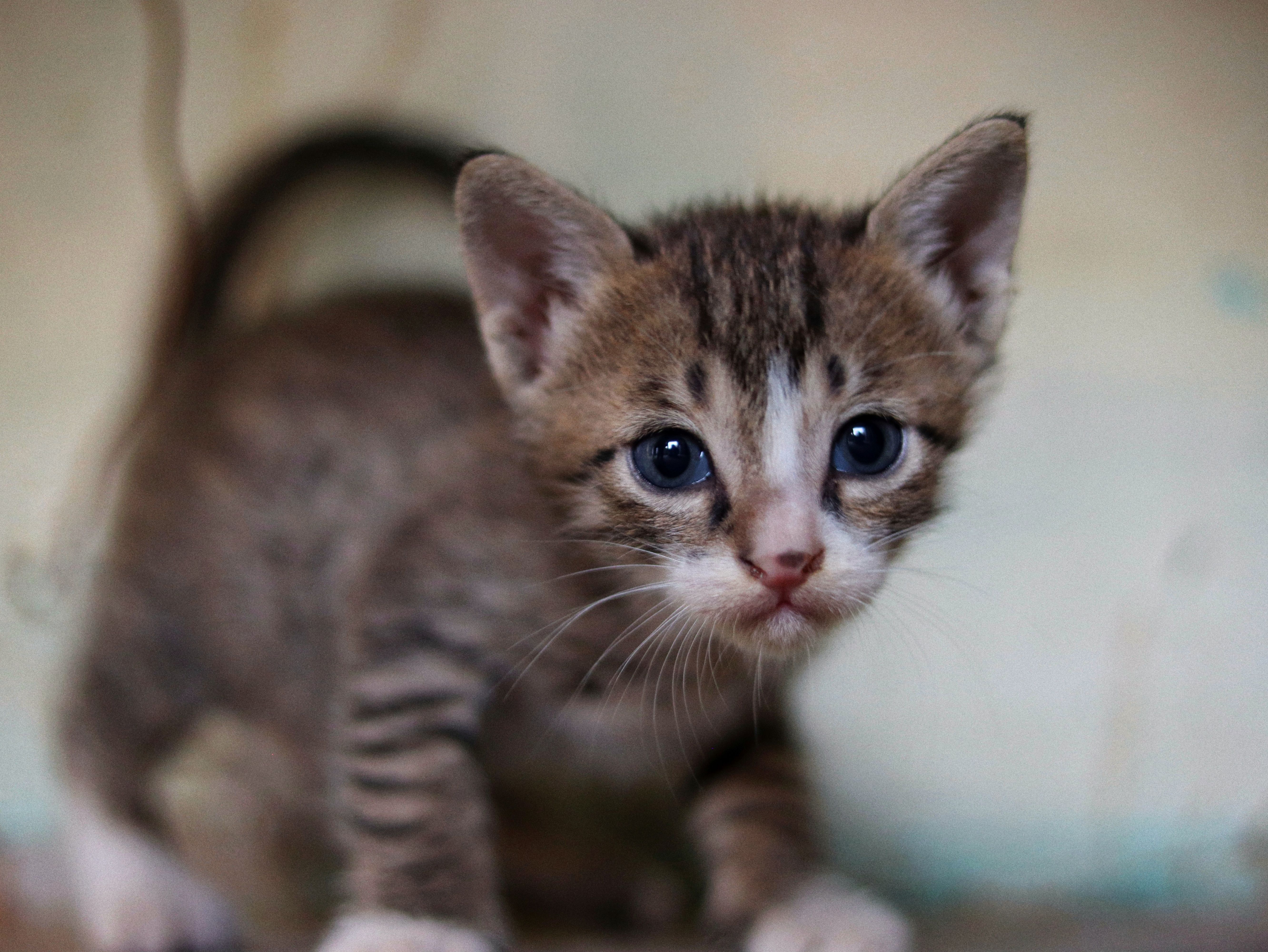 Adorable Kitten with Blue Eyes Close-Up · Free Stock Photo