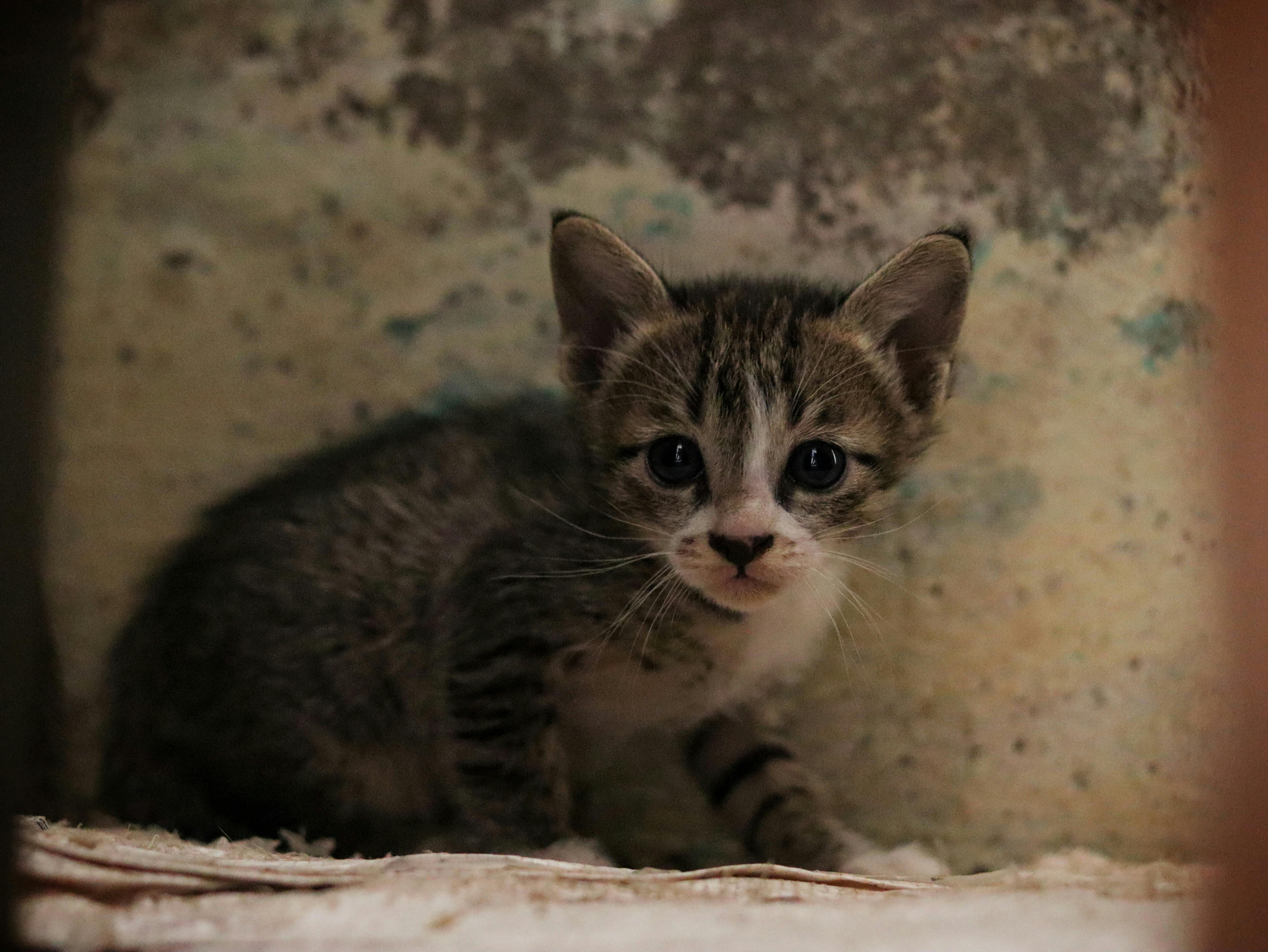 誠品生活台南4/2起推出2米高「花花市長」貓咪主題熱點，5大必打