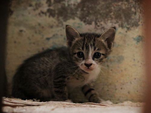 Free Cute kitten with stripes sitting indoors against a rustic wall with curious expression. Stock Photo