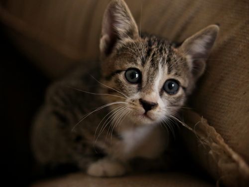 Free Charming tabby kitten with captivating blue eyes peeking out from a cozy spot. Stock Photo