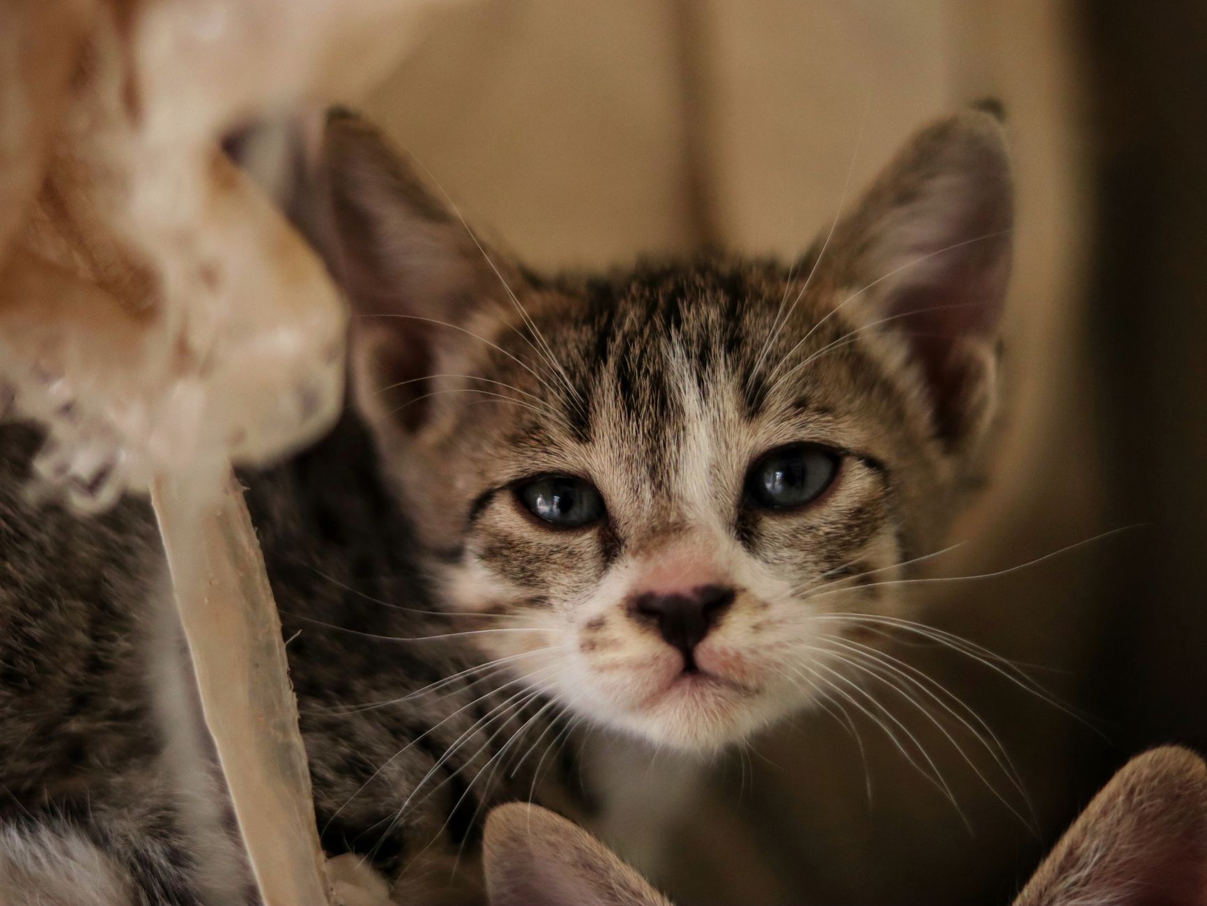Portrait of a cat at a veterinary clinic