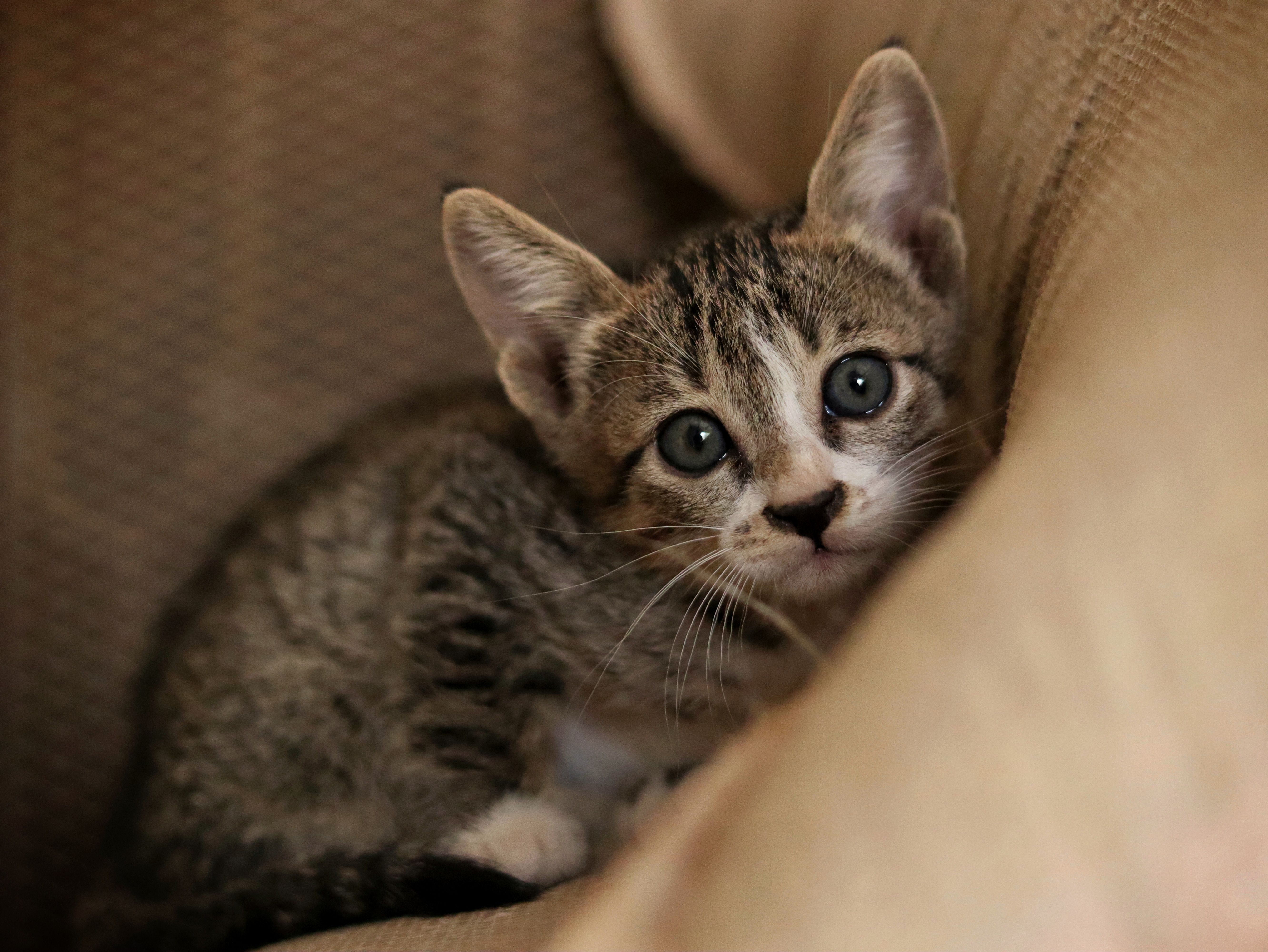 Portrait of a cat at a veterinary clinic